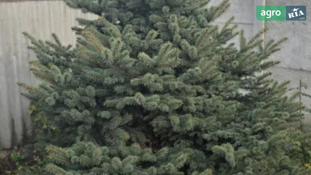 Елка    - фото 1