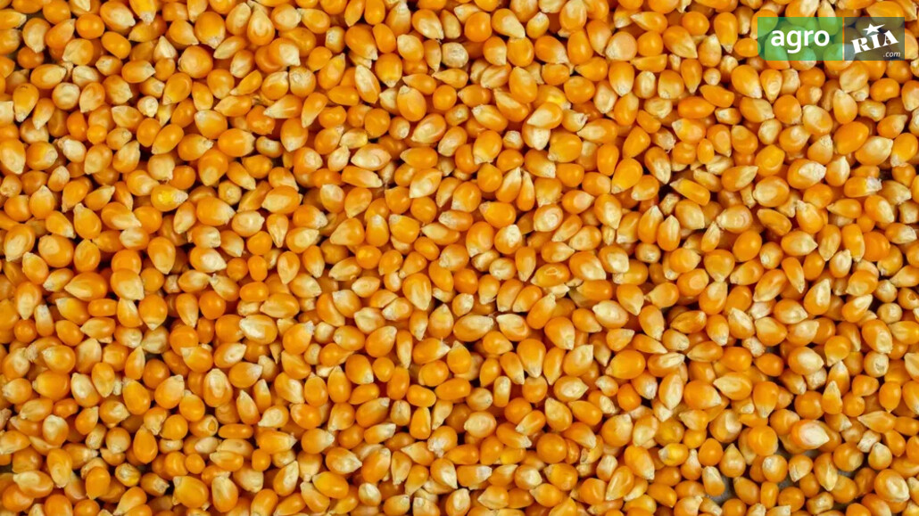 Кукурудза    - фото 1