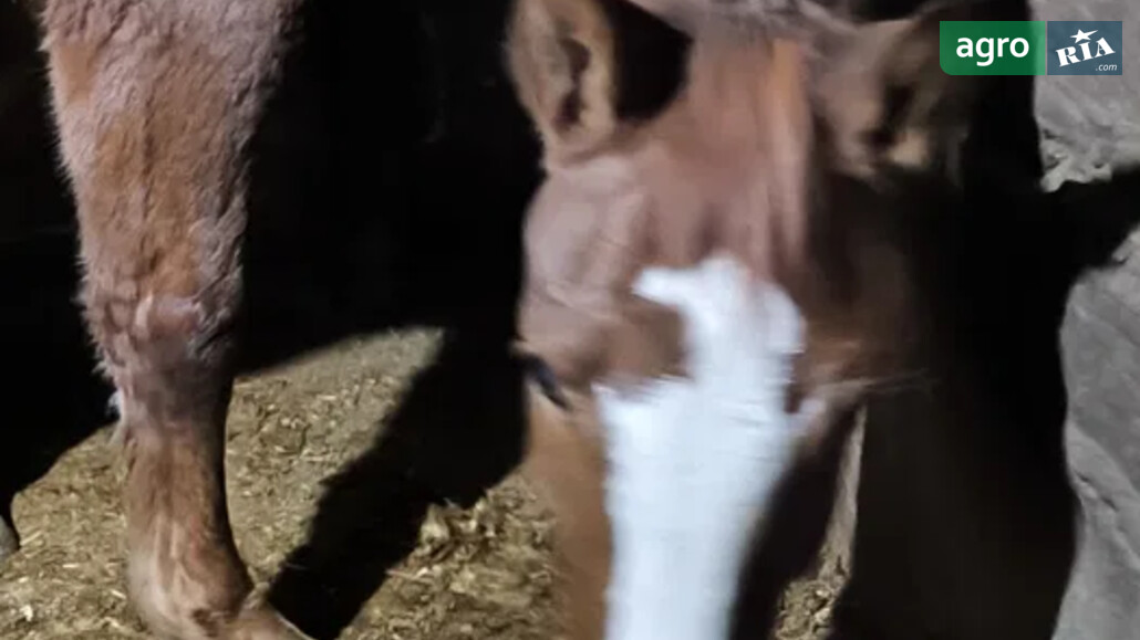 Кобила    - фото 1