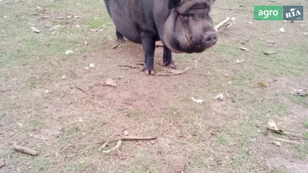 Порося    - фото 1