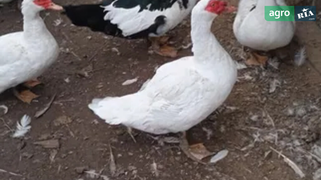 Качка    - фото 1