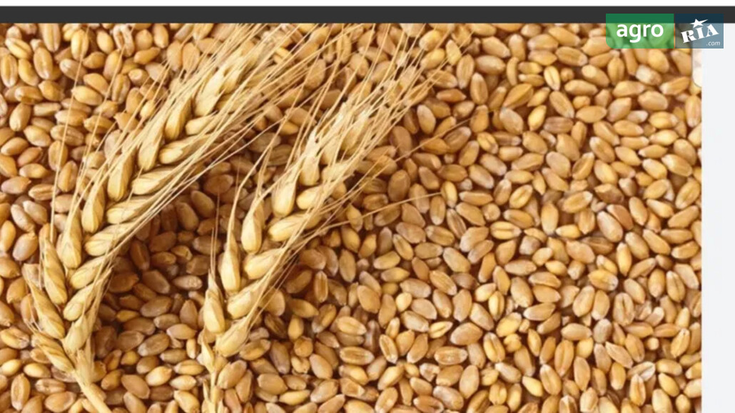 Пшениця    - фото 1
