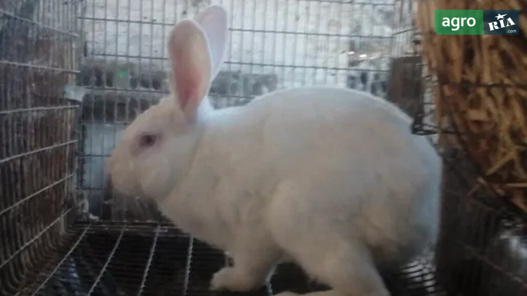 Кріль    - фото 1