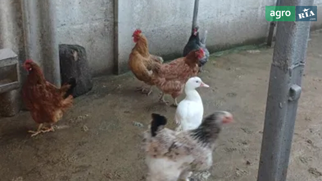 Кури    - фото 1