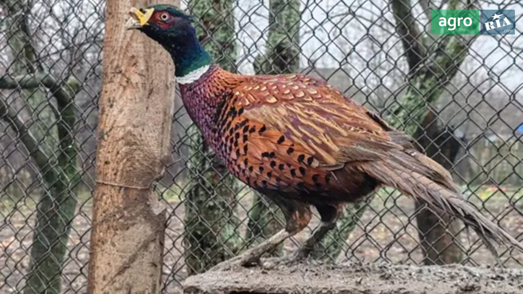 Фазан    - фото 1