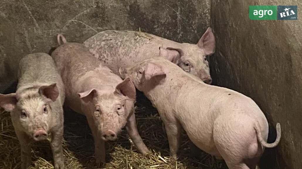 Порося    - фото 1