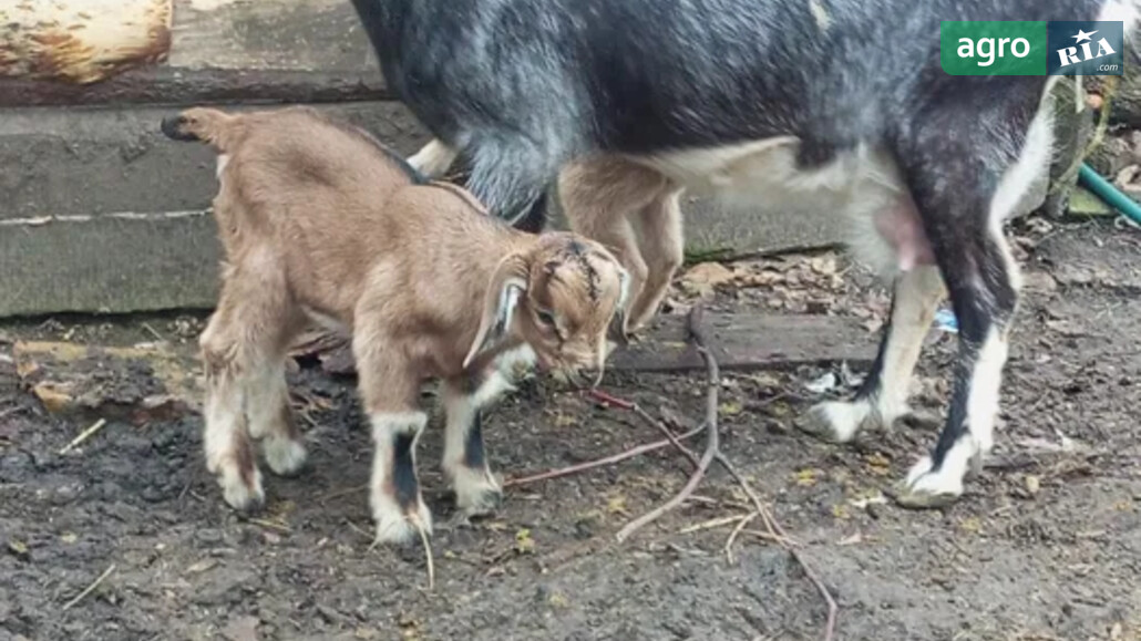 Коза    - фото 1