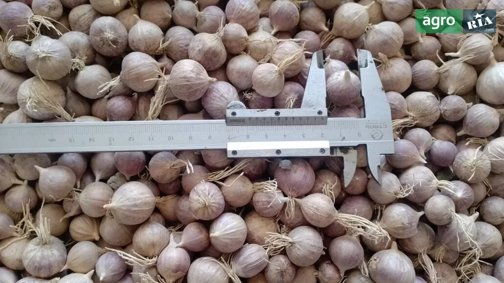 Часник    - фото 1