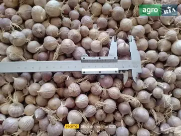 Часник сорту "Любаша": однозубка та повітряна бульбочка - фото