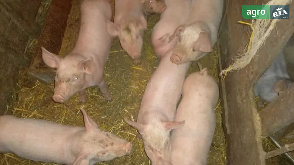 Порося    - фото 1