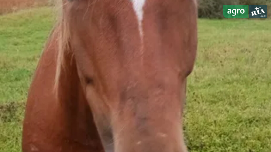 Кобила    - фото 1