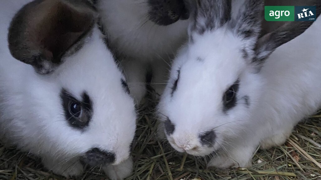 Кріль    - фото 1