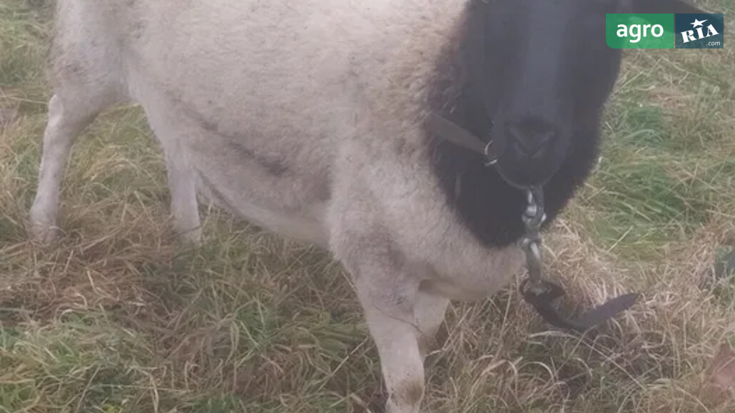 Вівці    - фото 1