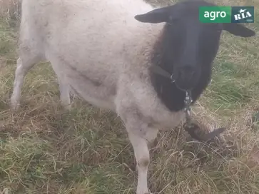 Яскраві породи Дорпер (кітні та некітні) для розведення. - фото