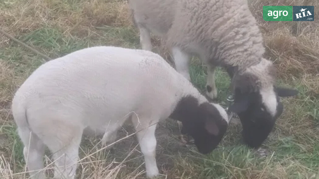 Баран    - фото 1