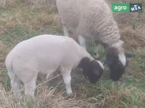 Яскравий баранчик дорпер