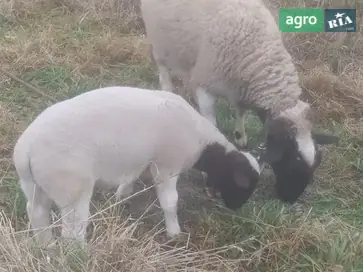 Породисті ярки та баранчик Дорпер (Dorper) для розведення. - фото