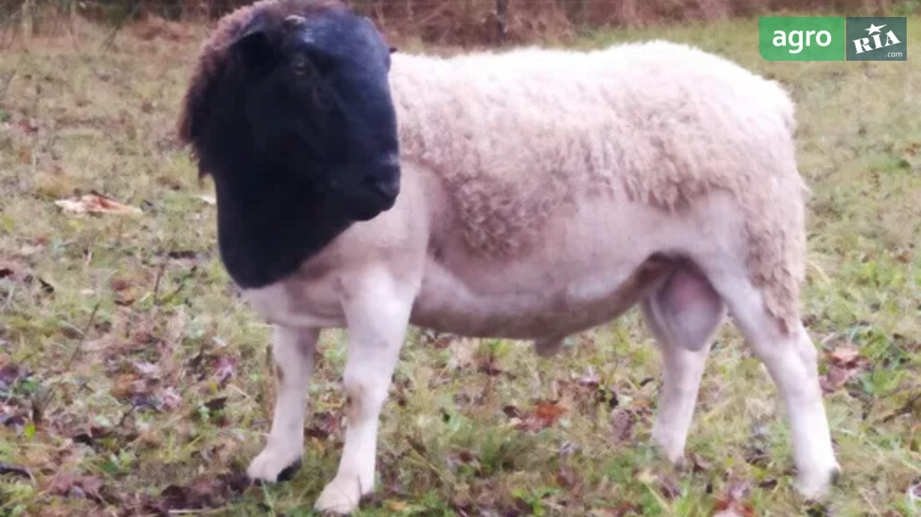 Баран    - фото 1