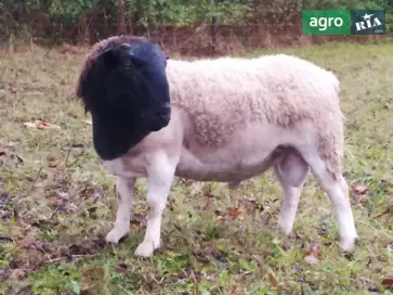 Породисті ярки Дорпер (Dorper) — племінне розведення - фото
