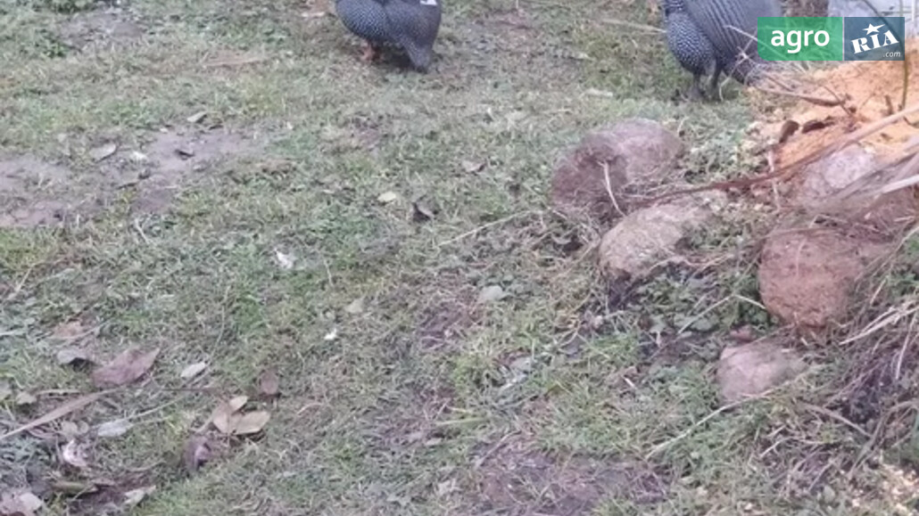 Цесарка    - фото 1