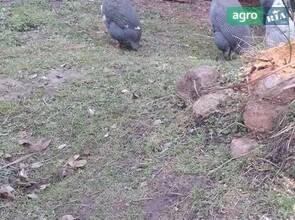 Цесарки крапчасті