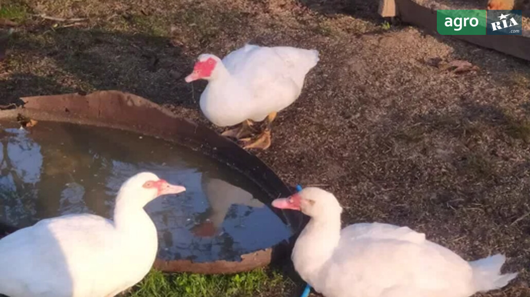 Качка    - фото 1