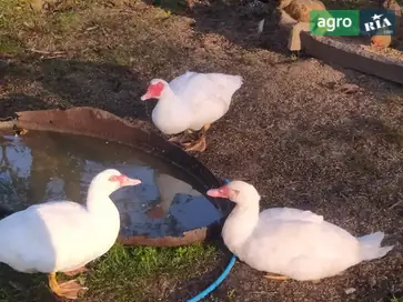  Молодые индокачуры тяжелой немецкой линии (Мускусная порода) - фото