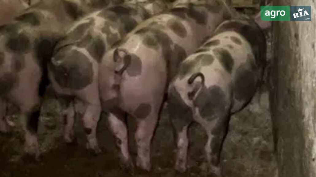 Порося    - фото 1