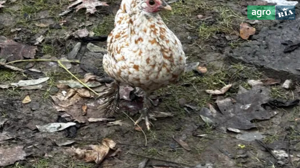 Кури    - фото 1