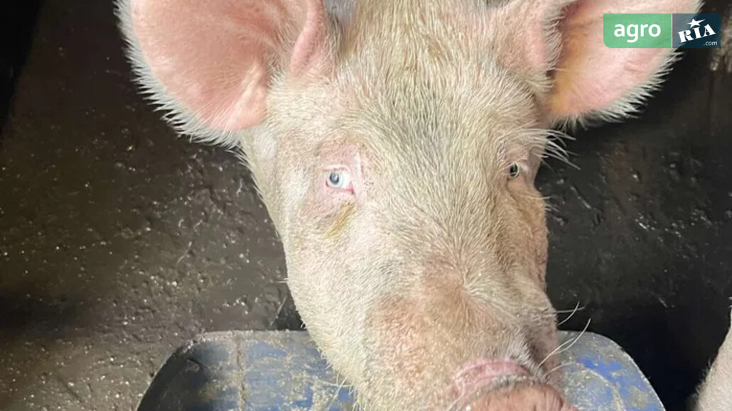 Порося    - фото 1