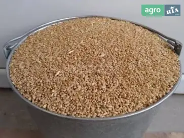 Пшеница урожая 2025 - фото