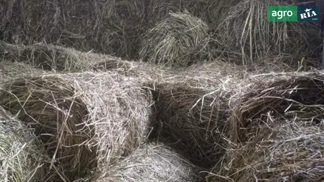 Сіно    - фото 1