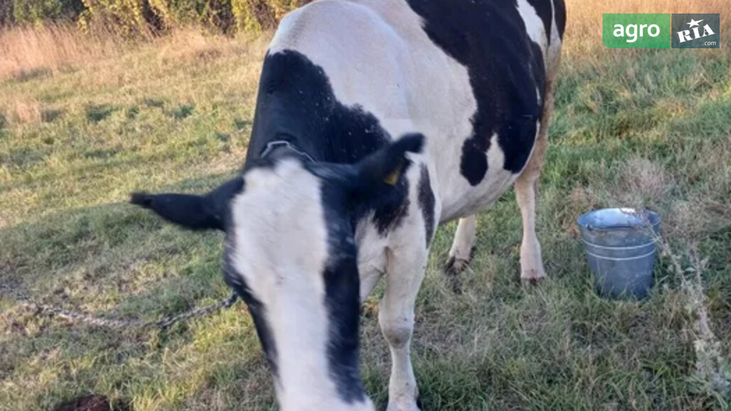 Корова    - фото 1