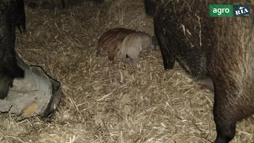 Порося    - фото 1