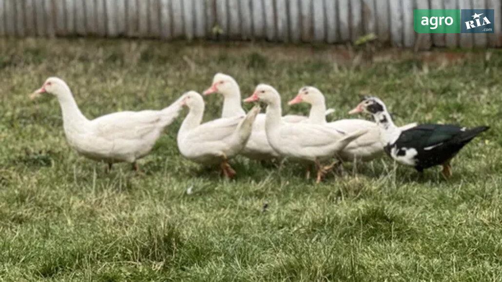 Качки    - фото 1