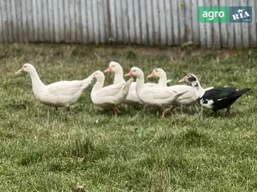  Домашние утки и селезень — цена договорная - фото