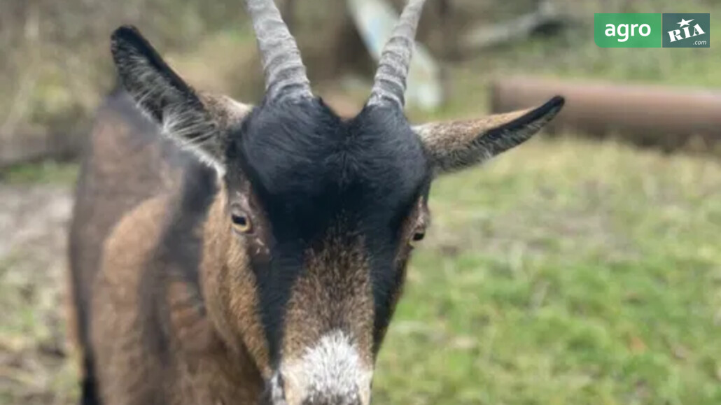 Коза    - фото 1