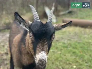 Молода альпійська коза (9 місяців) для власного господарства - фото