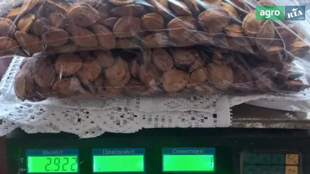 Абрикос    - фото 1