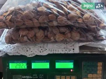 Косточки абрикоса (2025 г.) - фото