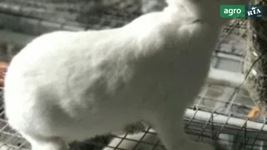 Кріль    - фото 1