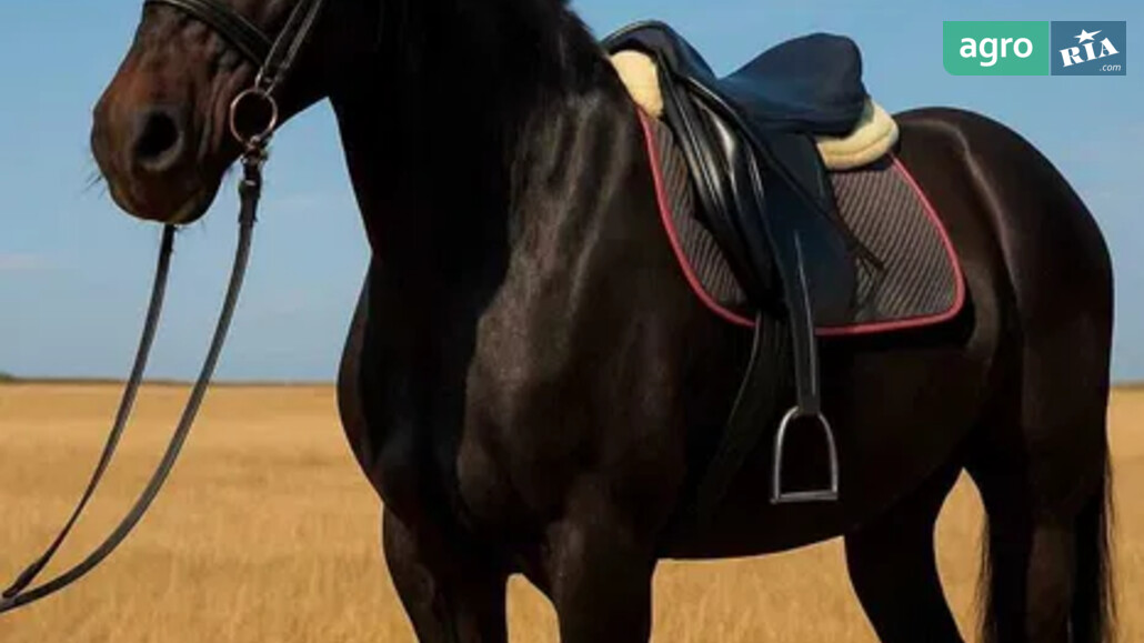 Кінь    - фото 1