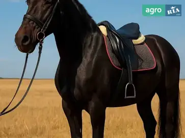 Перспективний ганноверський мерин Espri — надійний партнер для спорту та дозвілля - фото