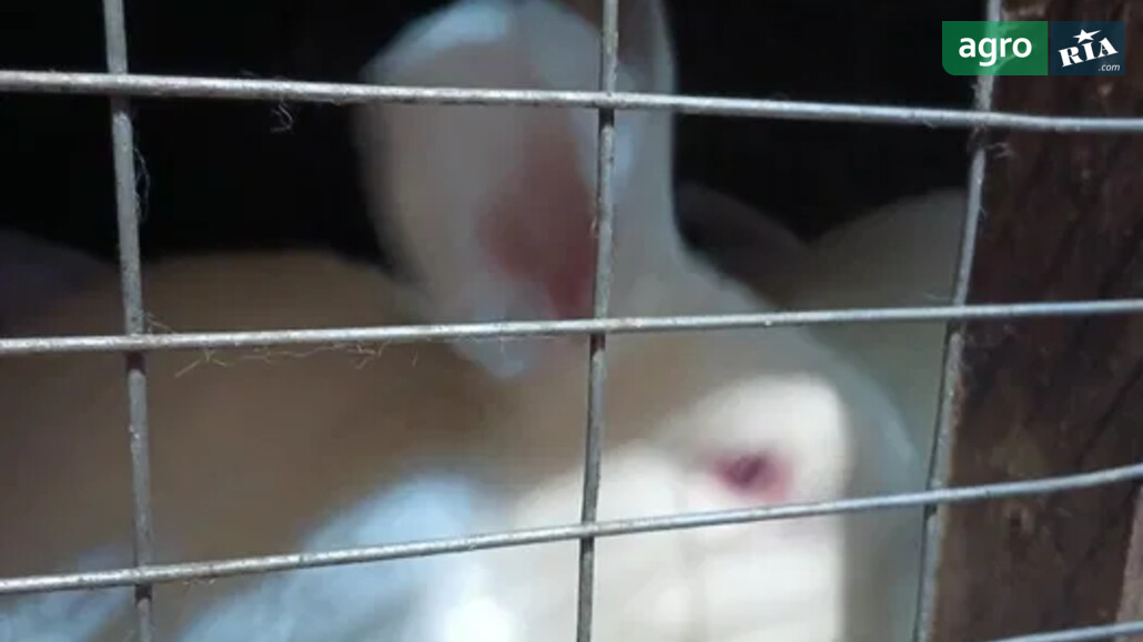 Кріль    - фото 1