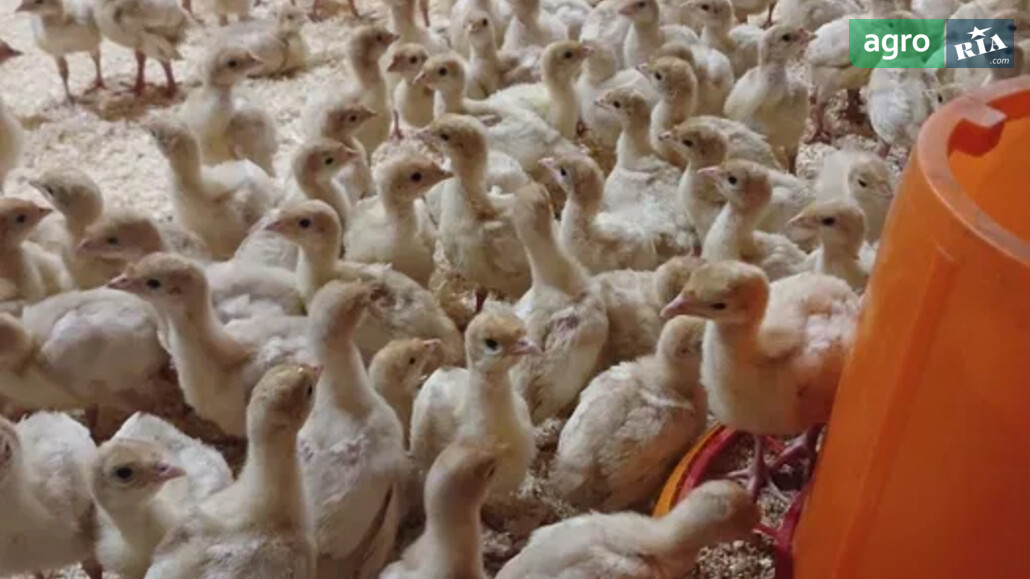 Індики    - фото 1