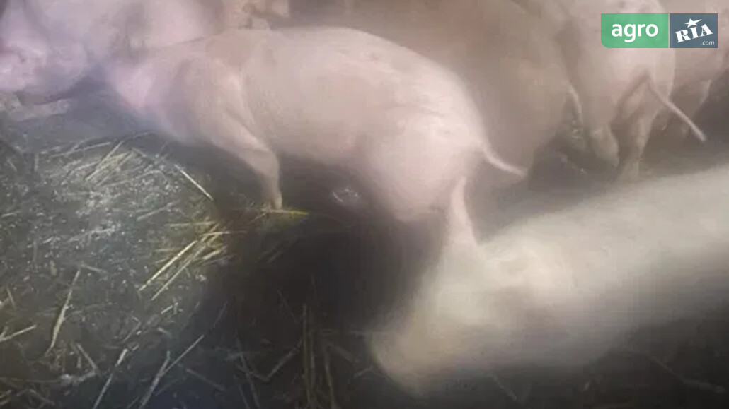 Порося    - фото 1