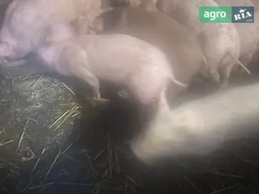 Поросята м'ясної породи: Велика біла + Дюрок - фото