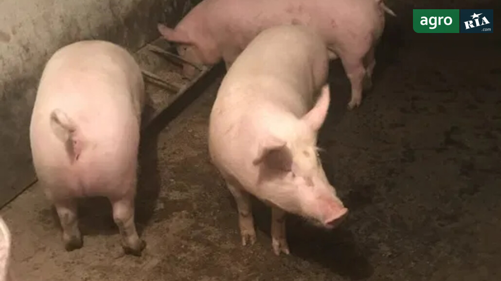 Свині    - фото 1