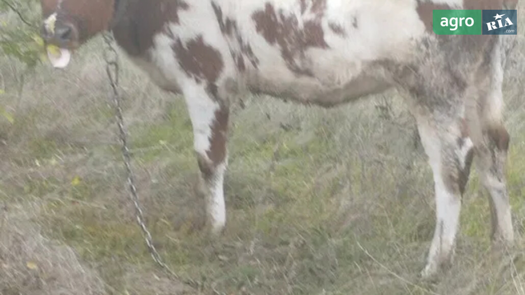 Теля    - фото 1