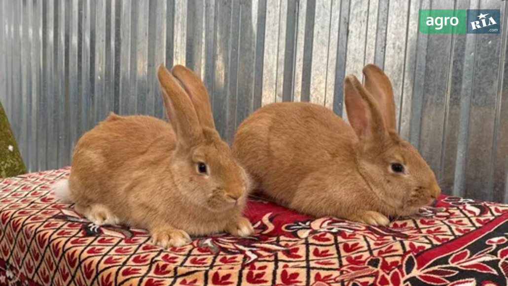 Кролі    - фото 1